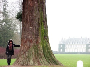 Karin finding a big tree